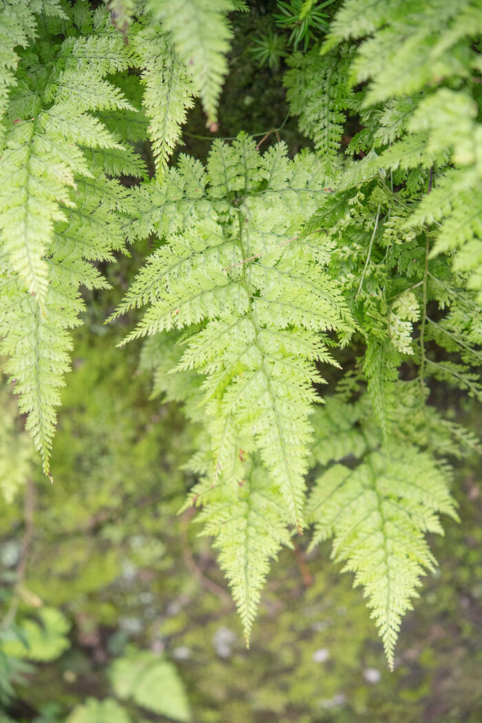 Arunachal plant (Davalliaceae)