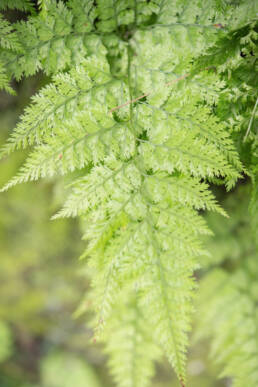 Arunachal plant (Davalliaceae)