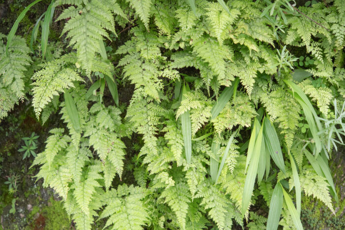 Arunachal plant (Davalliaceae)