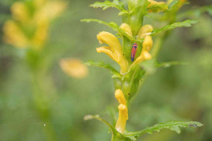 Arunachal insect (Atkinsoniella)