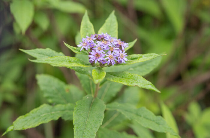 Aster sikkimensis