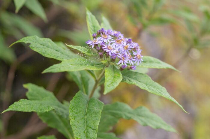 Aster sikkimensis