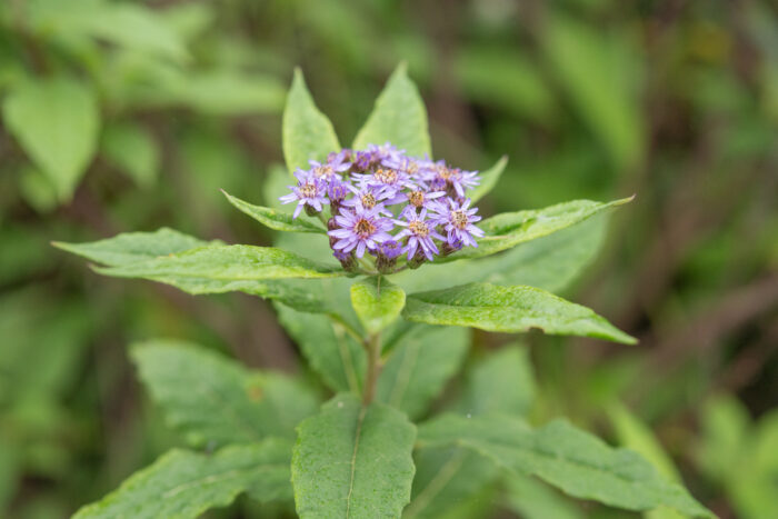 Aster sikkimensis