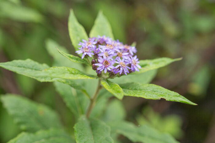 Aster sikkimensis