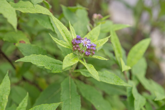 Aster sikkimensis