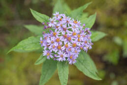 Aster sikkimensis