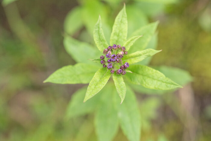 Aster sikkimensis