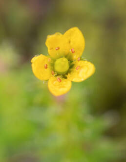 Spiny-Leaf Saxifrage (Saxifraga brachypoda)