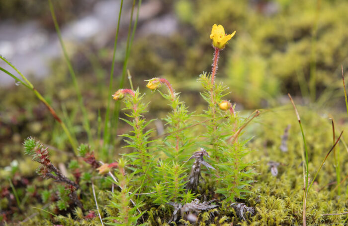 Spiny-Leaf Saxifrage (Saxifraga brachypoda)