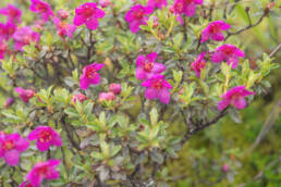 Willow-leaved Rhododendron (Rhododendron lepidotum)