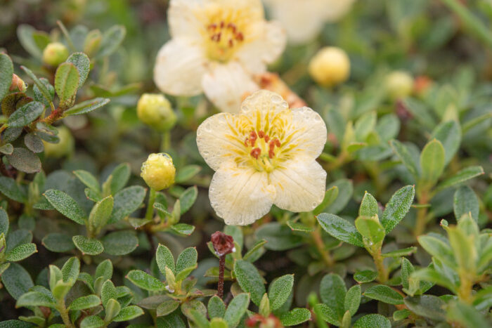 Willow-leaved Rhododendron (Rhododendron lepidotum)