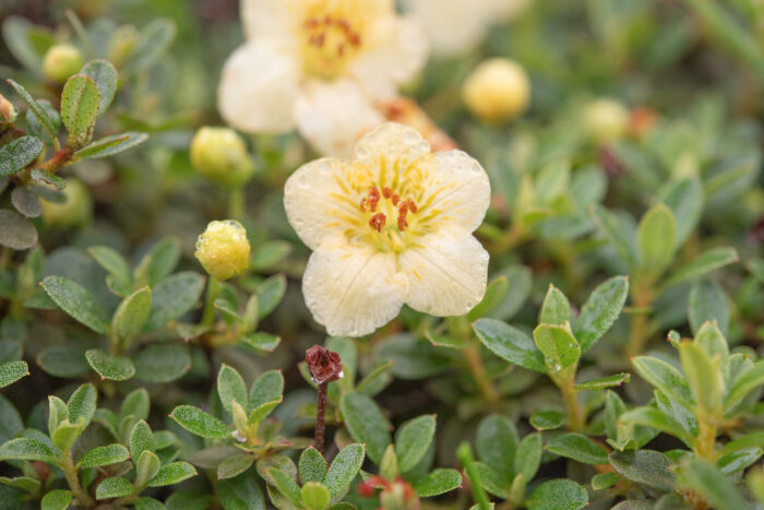 Willow-leaved Rhododendron (Rhododendron lepidotum)