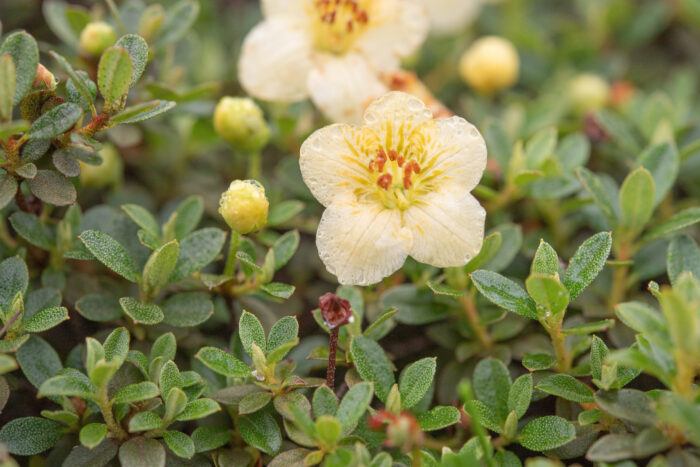 Willow-leaved Rhododendron (Rhododendron lepidotum)