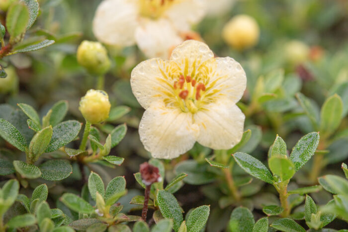 Willow-leaved Rhododendron (Rhododendron lepidotum)