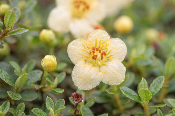 Willow-leaved Rhododendron (Rhododendron lepidotum)