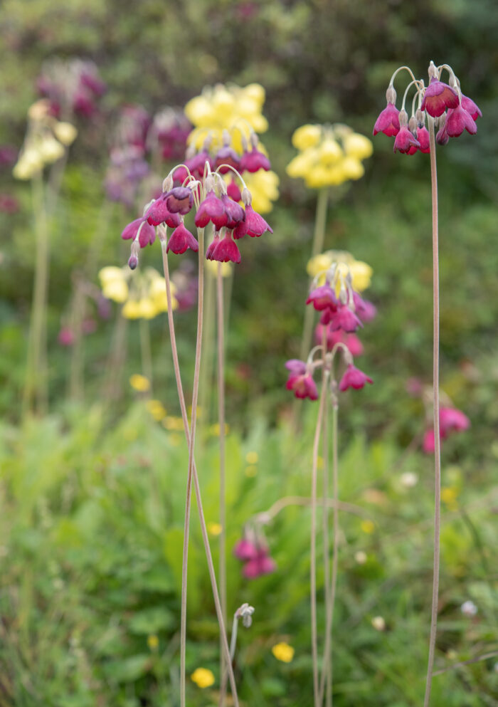 Primula waltonii