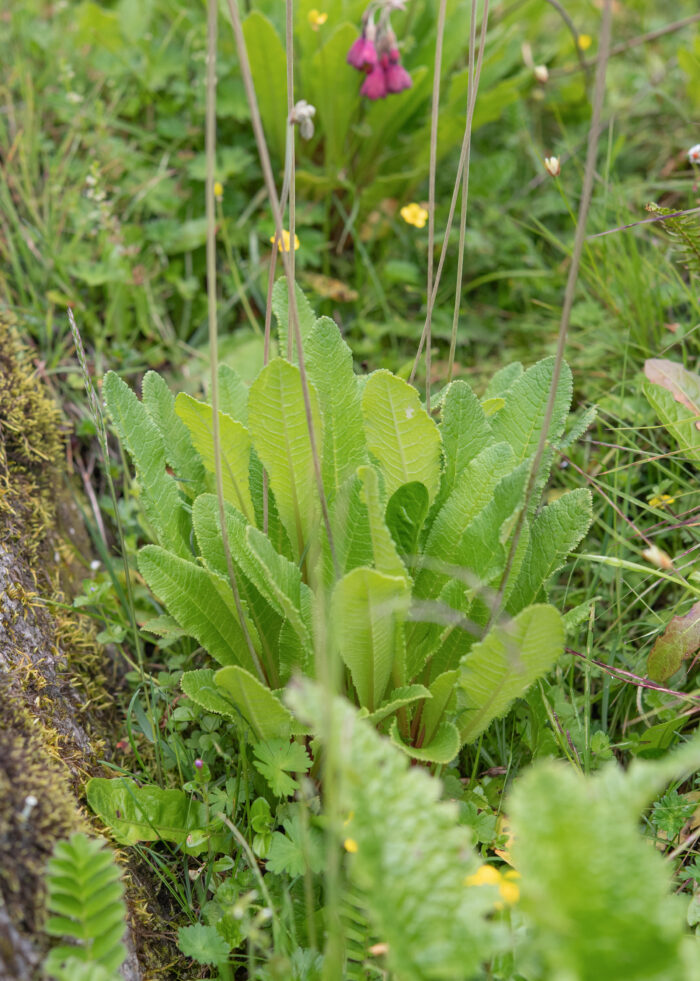 Primula waltonii