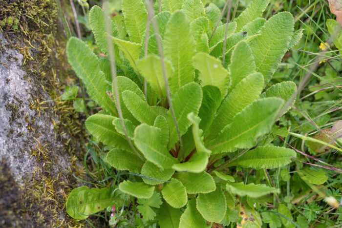 Primula waltonii