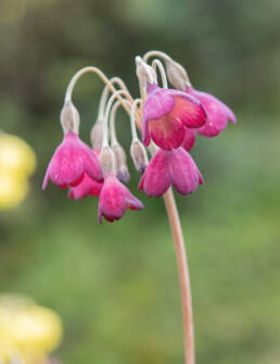 Primula waltonii