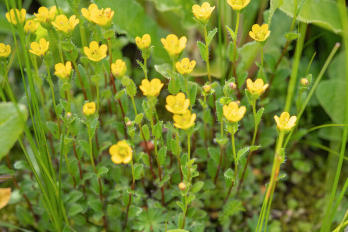 Saxifraga montanella