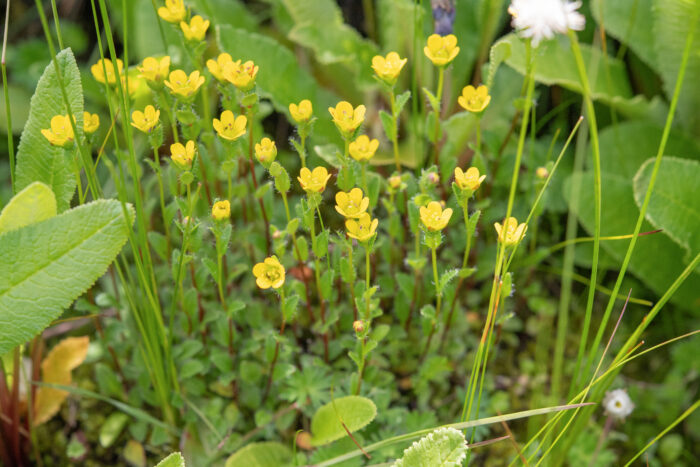 Saxifraga montanella