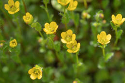 Saxifraga montanella