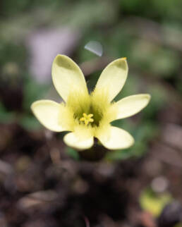 Cyananthus macrocalyx spathulifolius