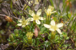 Cyananthus macrocalyx spathulifolius