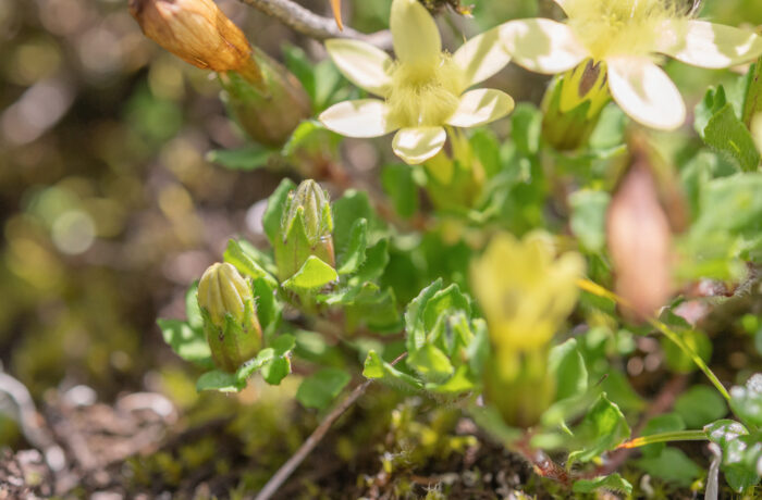 Cyananthus macrocalyx spathulifolius