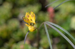 Corydalis stenophylla