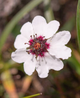 Potentilla bryoides