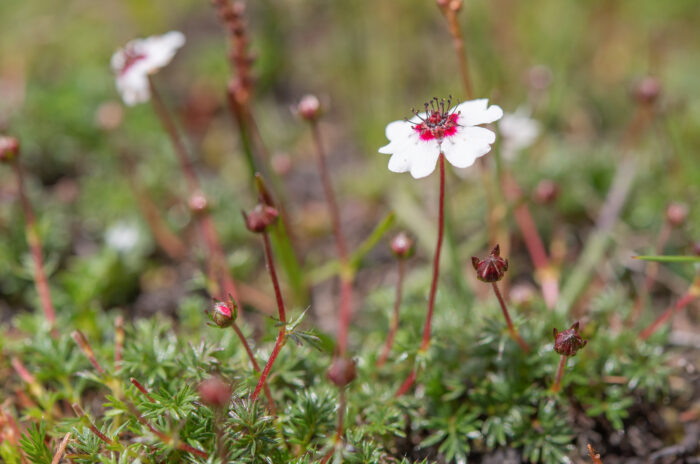 Potentilla bryoides