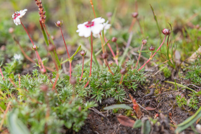 Potentilla bryoides