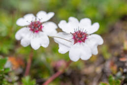 Potentilla bryoides