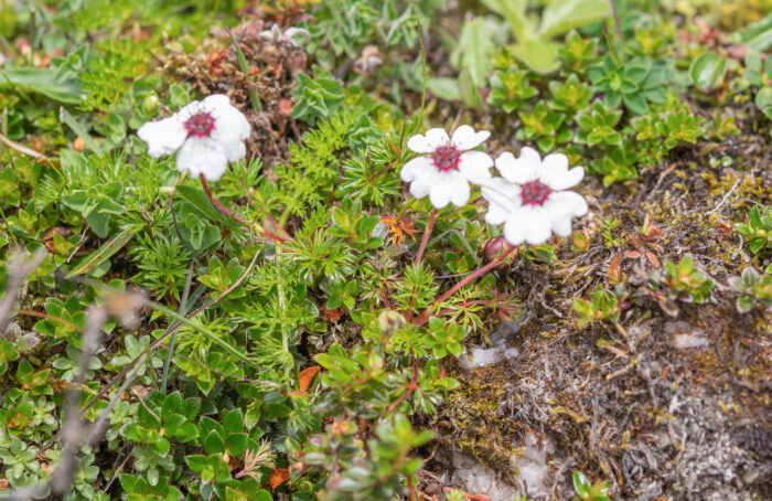 Potentilla bryoides