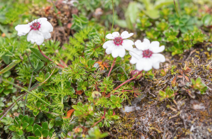 Potentilla bryoides