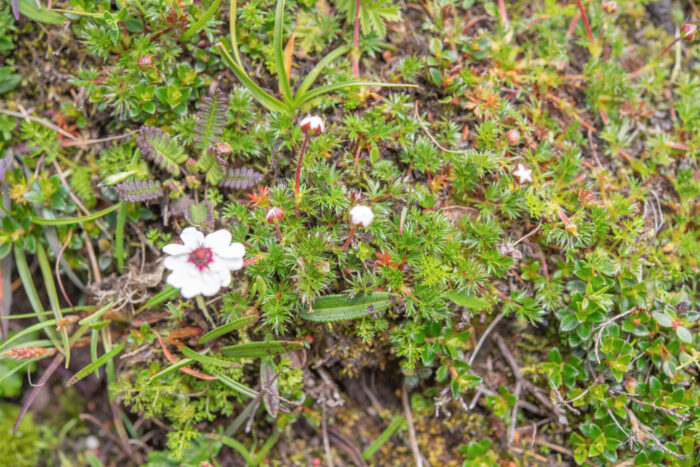 Potentilla bryoides