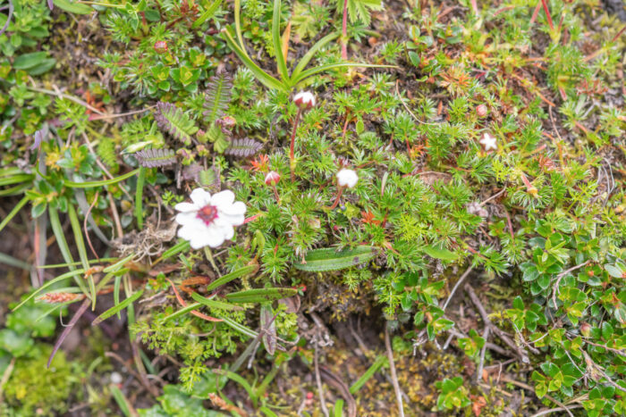 Potentilla bryoides