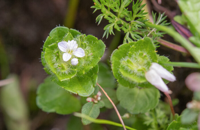 Veronica umbelliformis