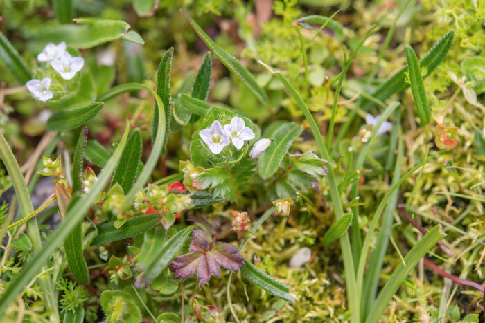 Veronica umbelliformis