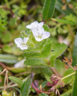 Veronica umbelliformis