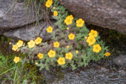 Saxifraga hispidula