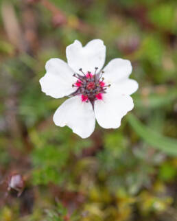 Potentilla bryoides