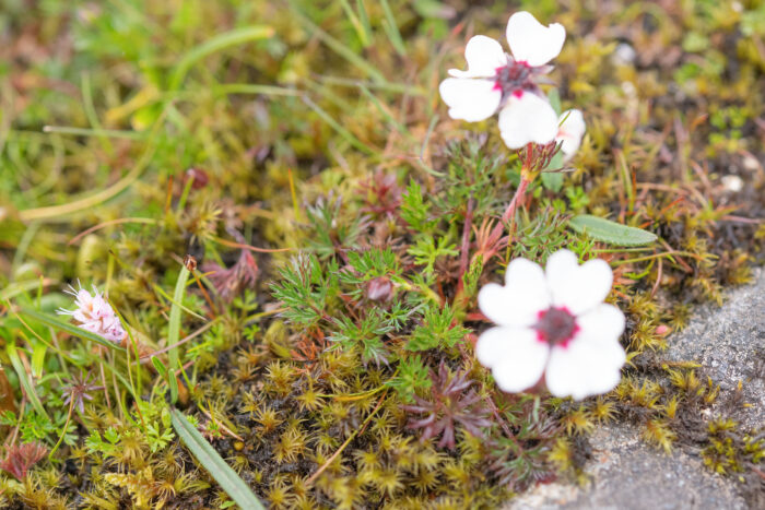 Potentilla bryoides