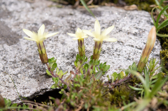 Cyananthus macrocalyx spathulifolius