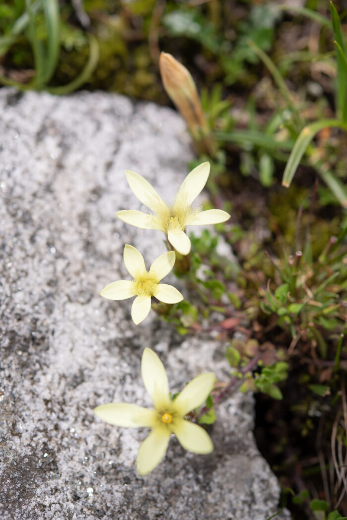 Cyananthus macrocalyx spathulifolius