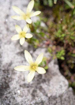 Cyananthus macrocalyx spathulifolius