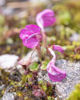 Pedicularis regeliana