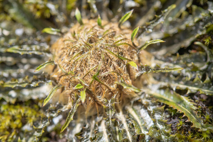 Himachal plant (Soroseris)