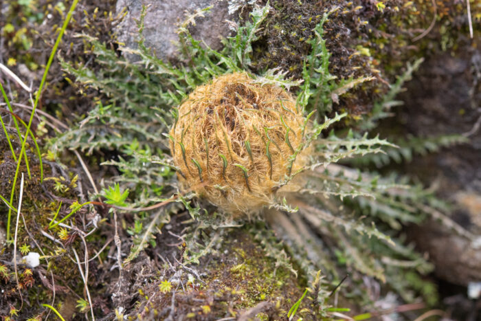 Himachal plant (Soroseris)